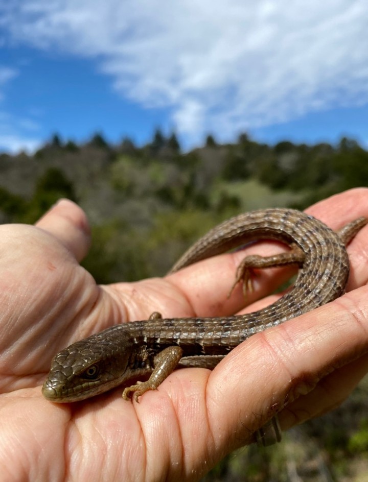 Southern Alligator Lizard